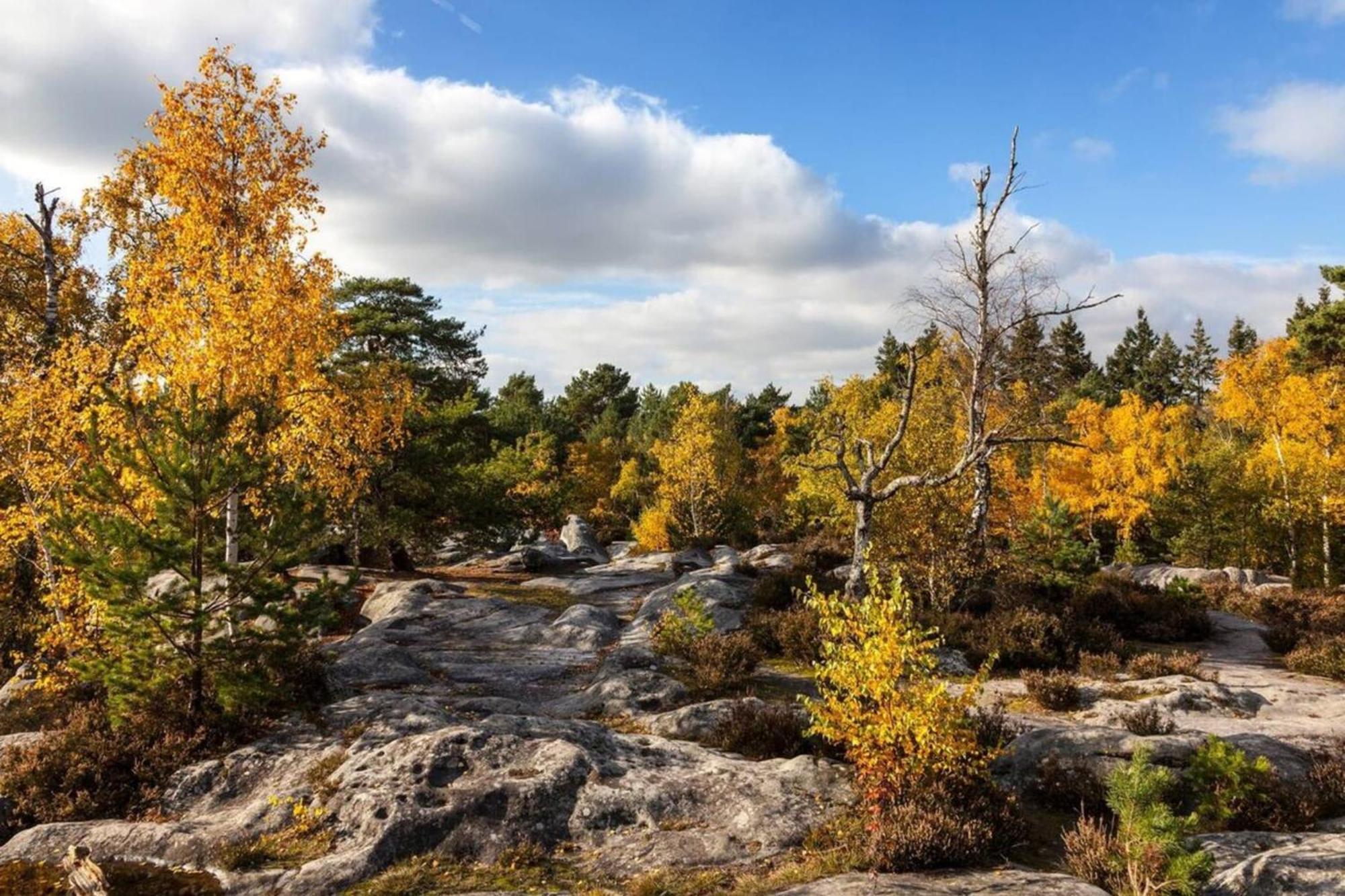 Vue Chateau Fontainebleau - Chez Lydia Kültér fotó